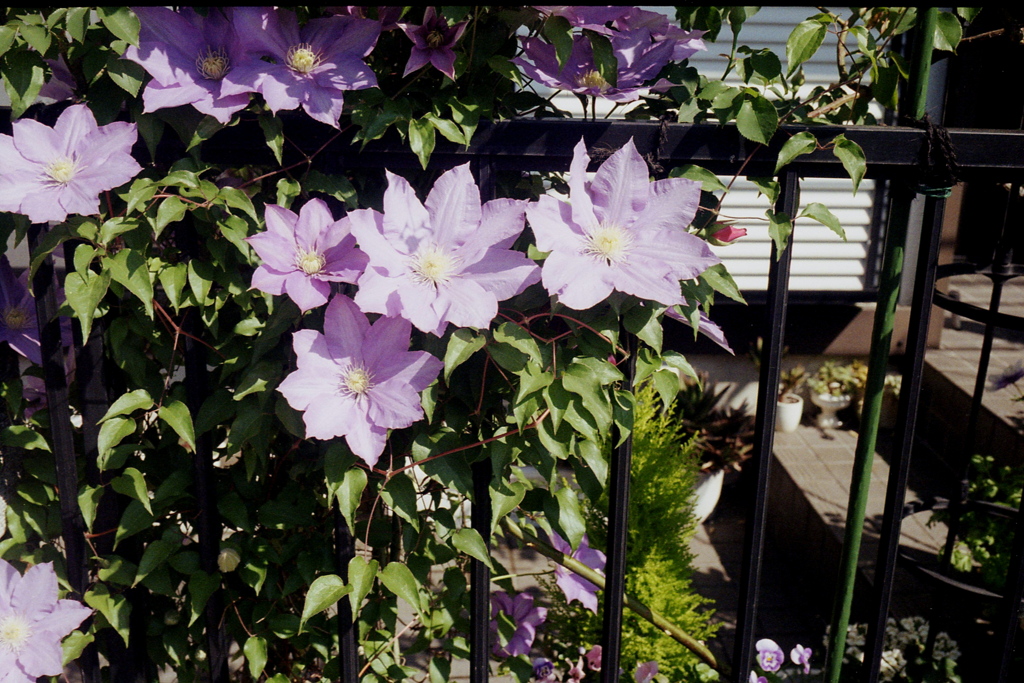 「街角flower」 (film)