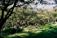 「Light & Shadow 05」 (film)