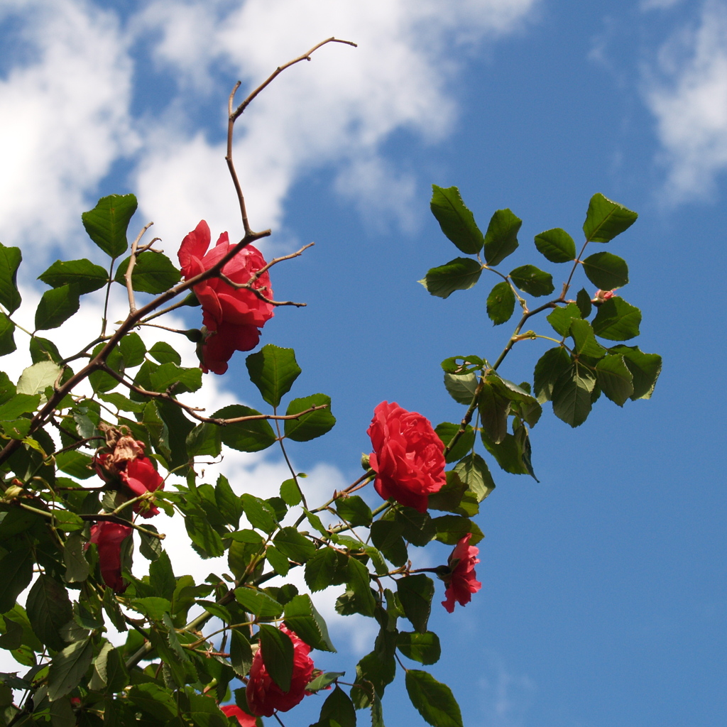「5/2  散歩写真」 (digital)