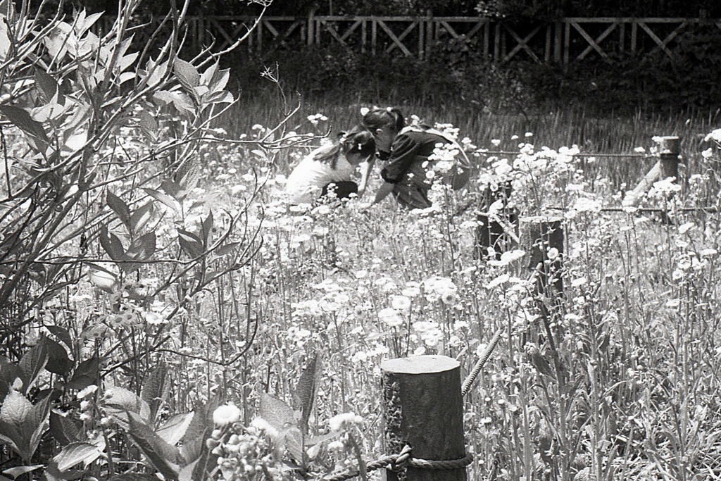 「ハルジオン」 (film)
