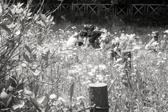 「ハルジオン」 (film)