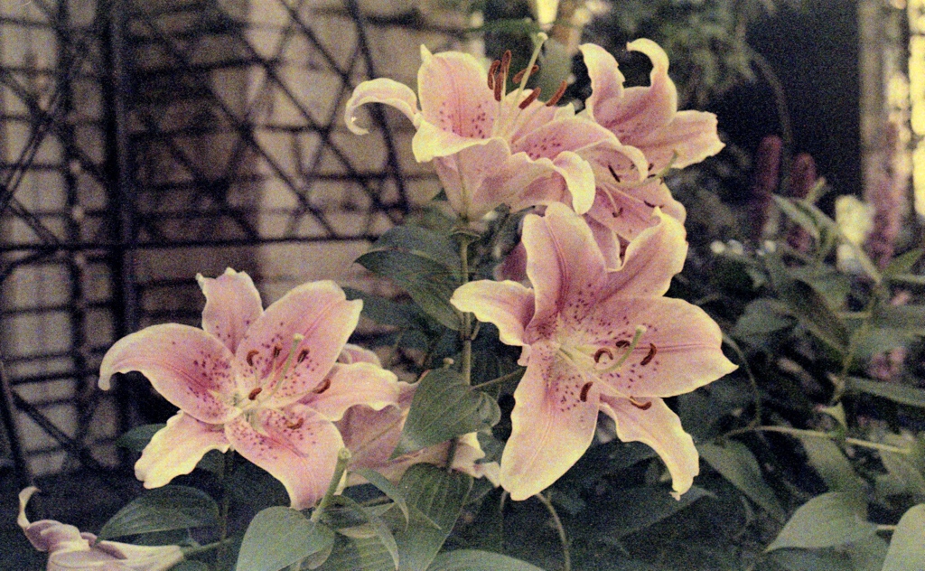 「flower by 劣化film」 (film)