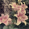 「flower by 劣化film」 (film)