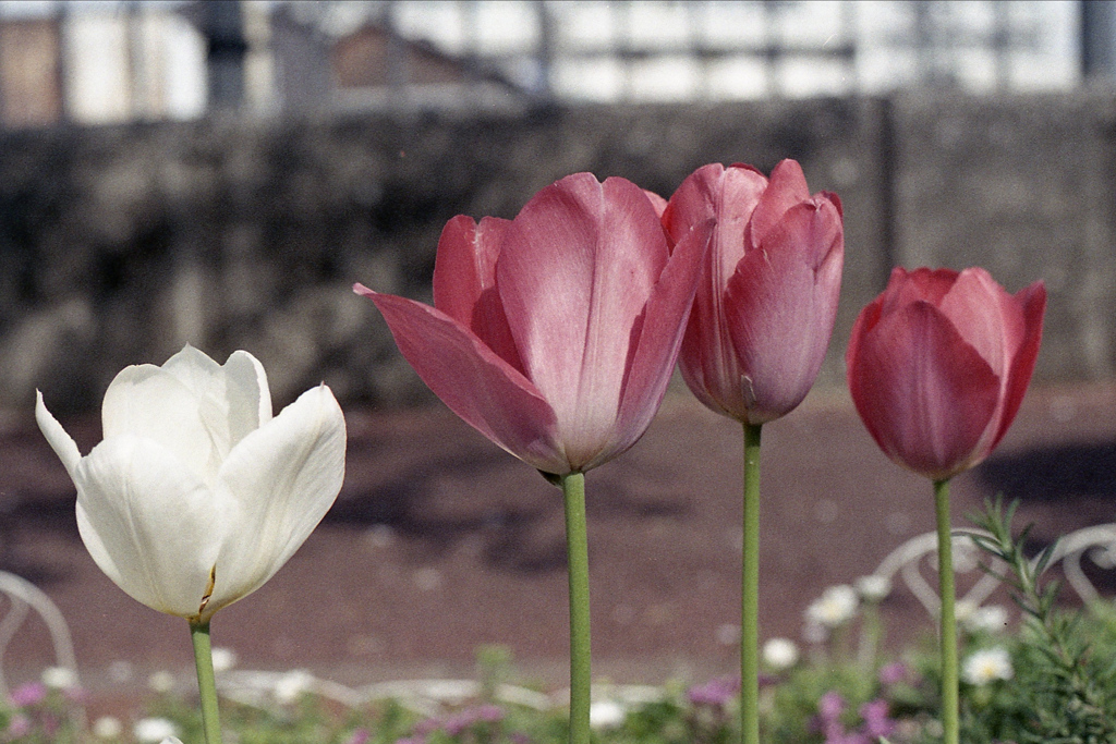「Spring One Roll: 19」 (film)