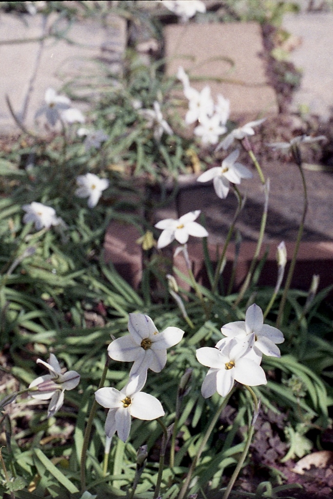 「3/14 散歩写真」 (film)