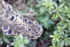 「mushroom」 (film)