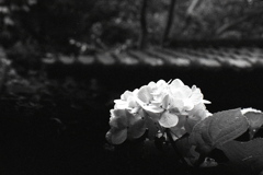 「6/27 monochrome」 (film)