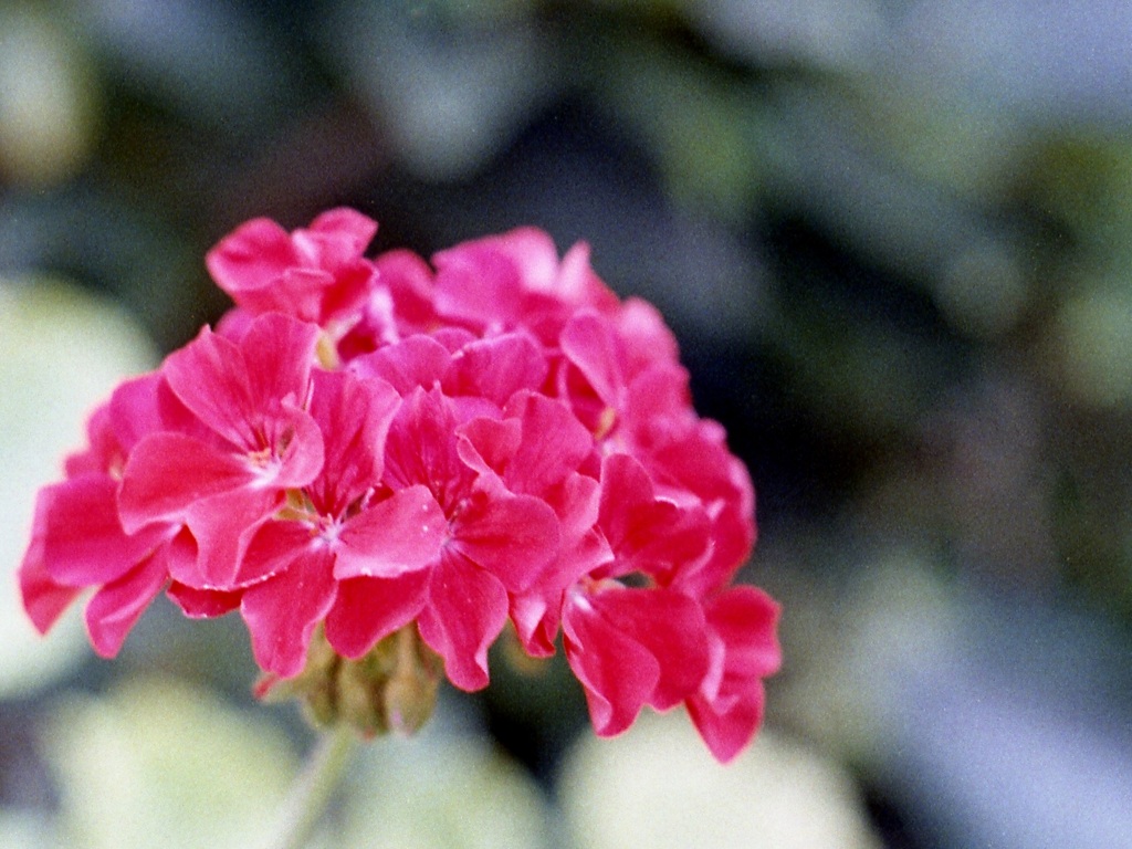 「街角flower」 (film)