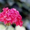 「街角flower」 (film)