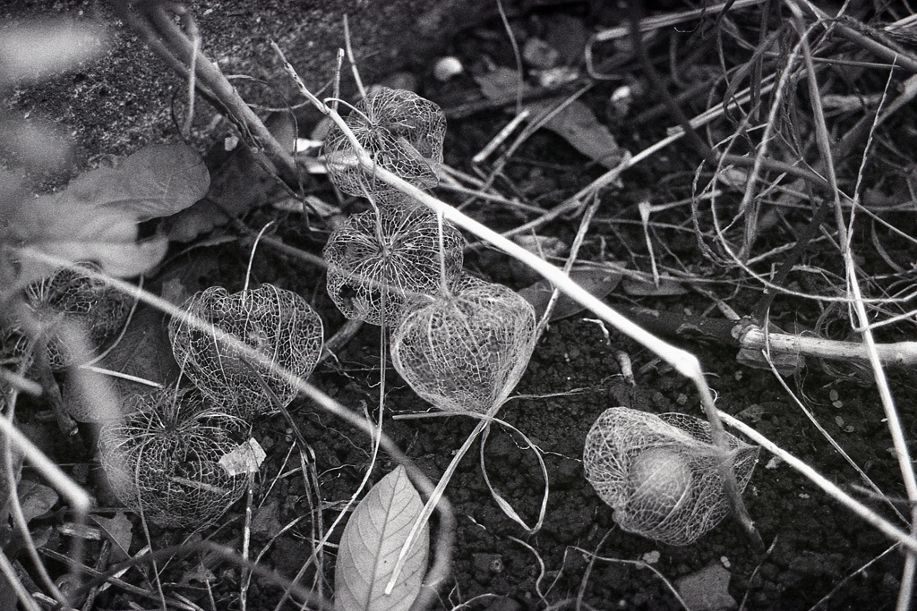 「鬼灯 Last Shot: monochrome ver.」 (film)