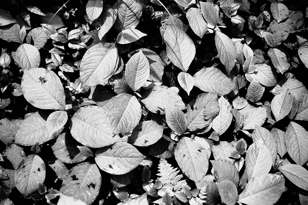 「leaves」 (film:HR20)