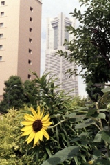 「街角flower」 (film)