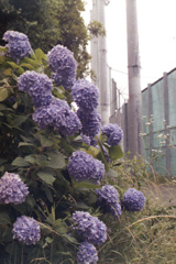 「紫陽花」 (film)