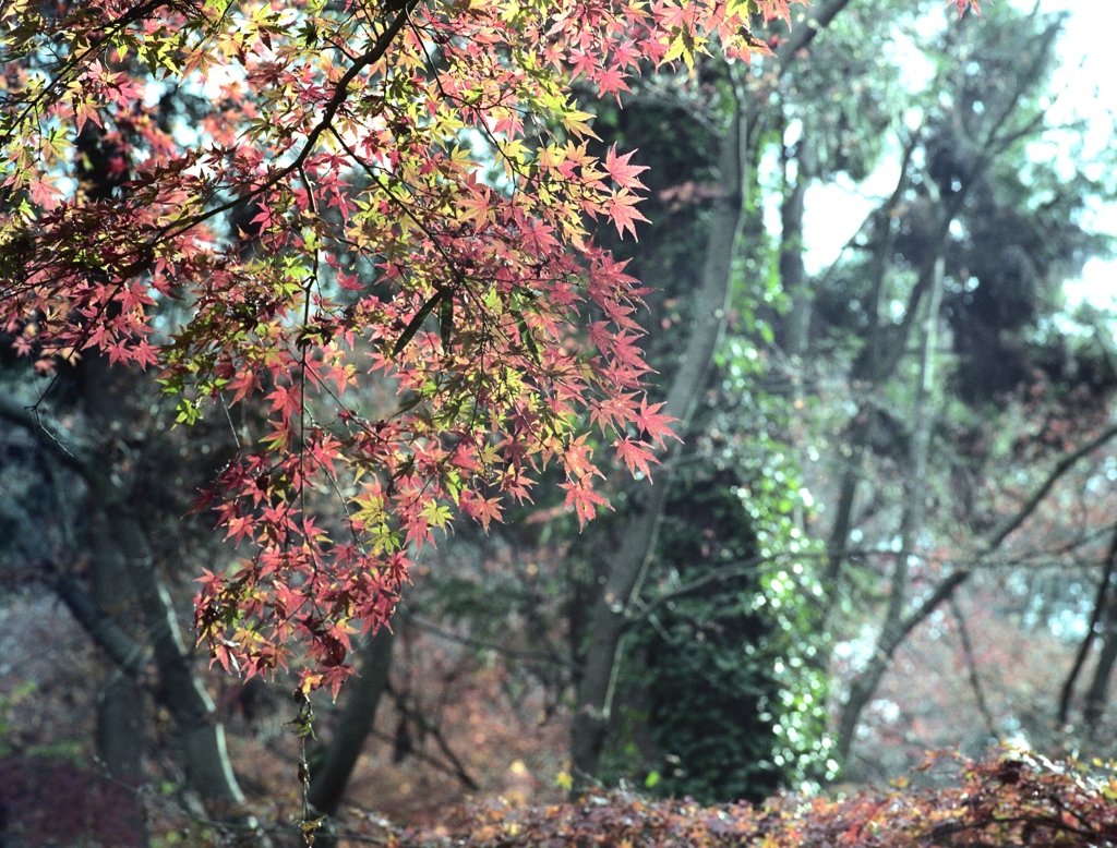 「楓」 (film)