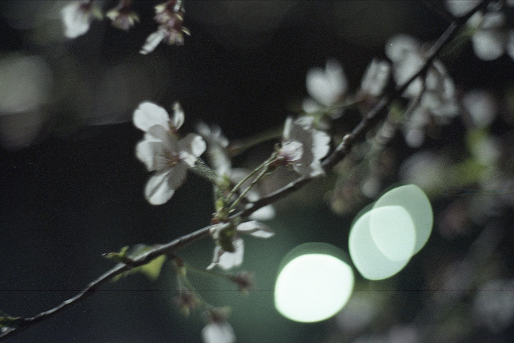 「Spring One Roll: 14」 (film)