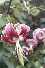 「Lily」 (film)