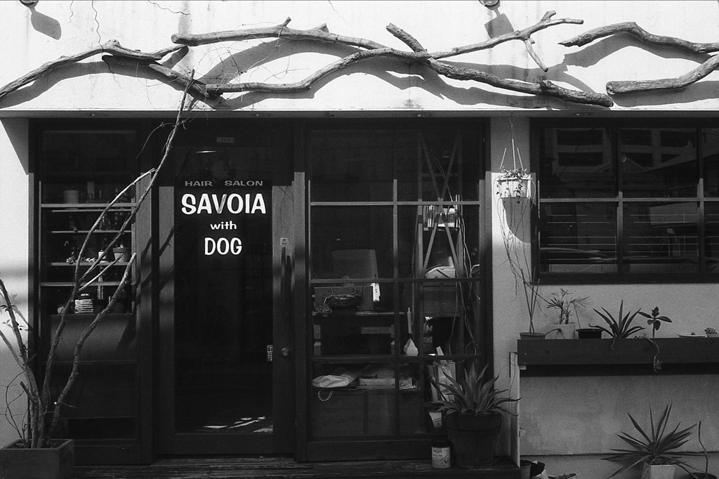 「Salon w Dog」 (film)