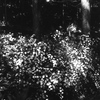 「野に遊ぶ：山吹」 (film:HR20)