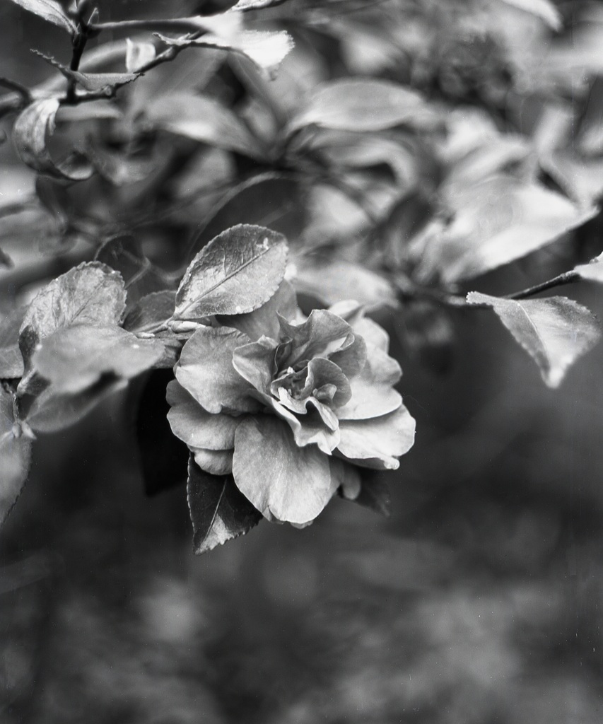 「山茶花」 (film:HR20)