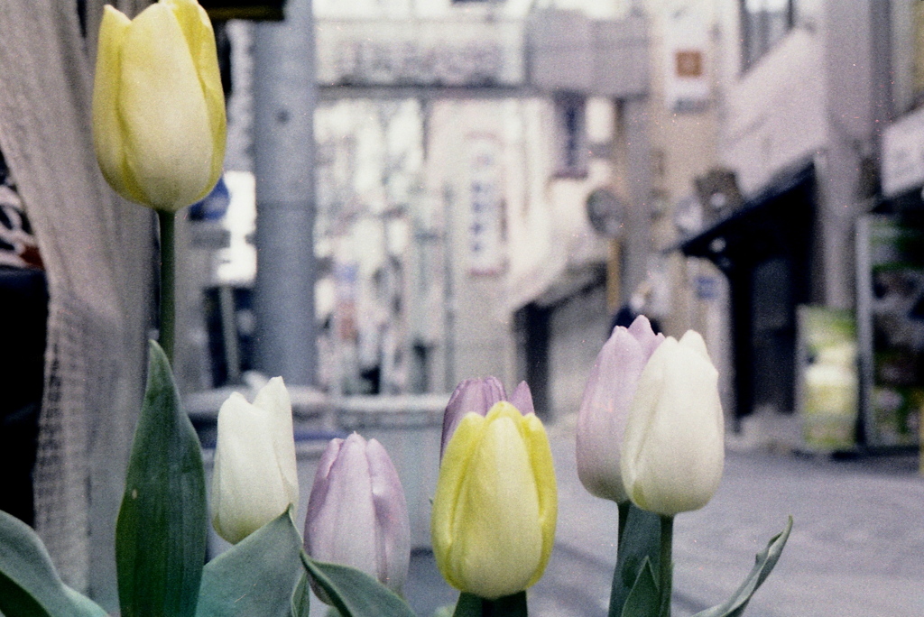 「街角flower」 (film)