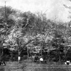 「桜のころ」 (film)