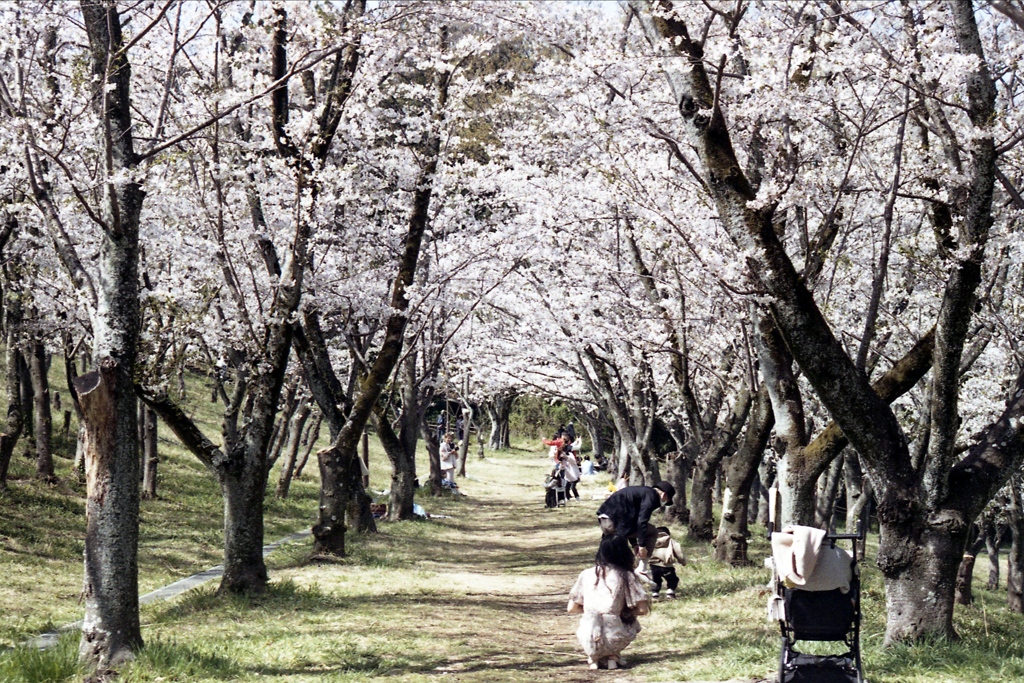 「桜林」 (film)