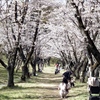 「桜林」 (film)