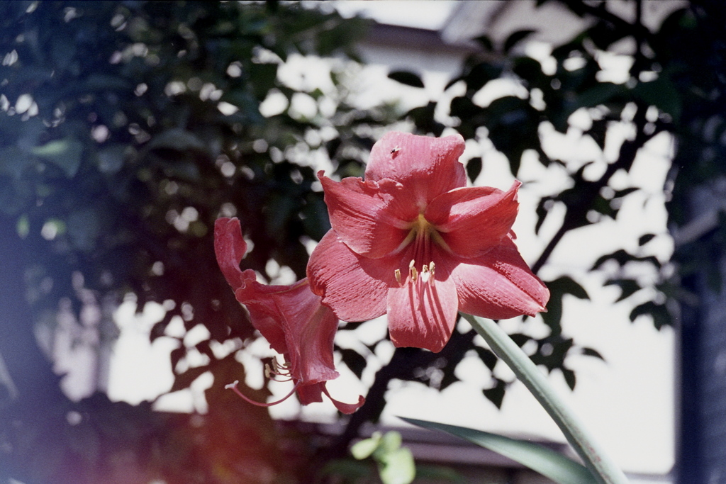 「街角flower」 (film)