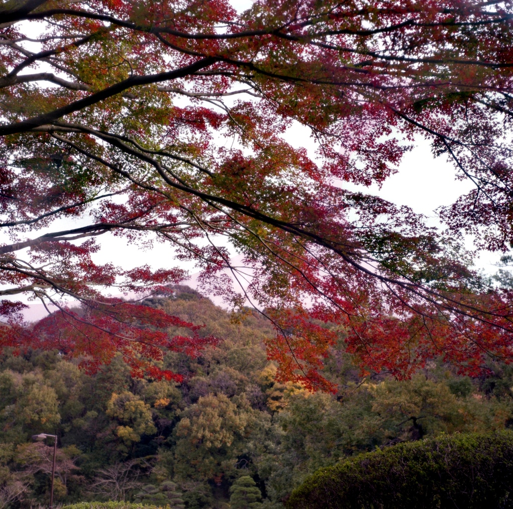 「久良岐公園 秋 05」 (film)