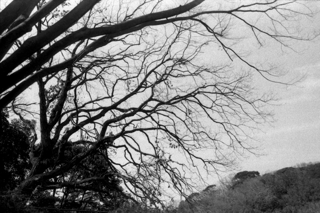 「3/1 久良岐公園 07」 (film)