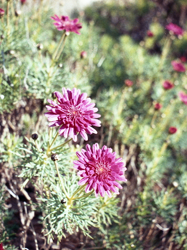 「街角flower 冬」 (film)