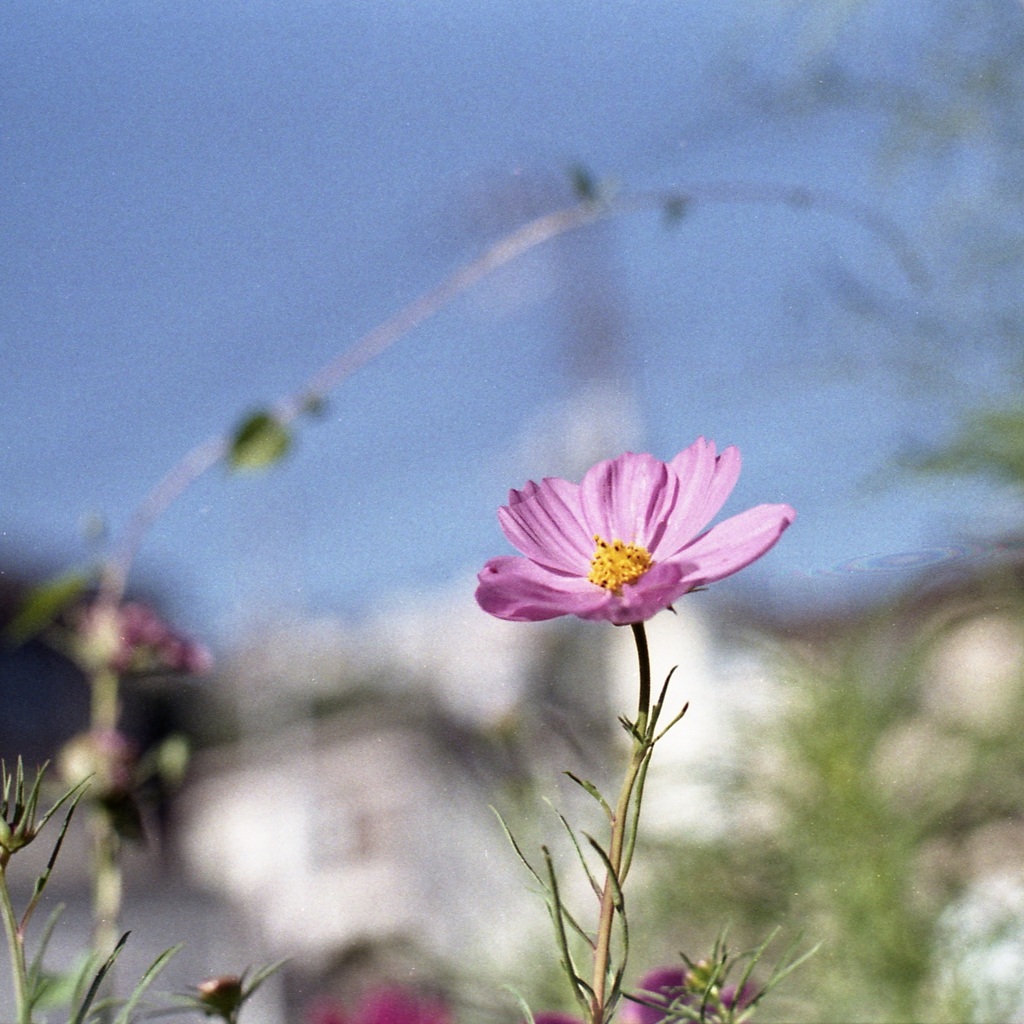 「コスモス」 (film)