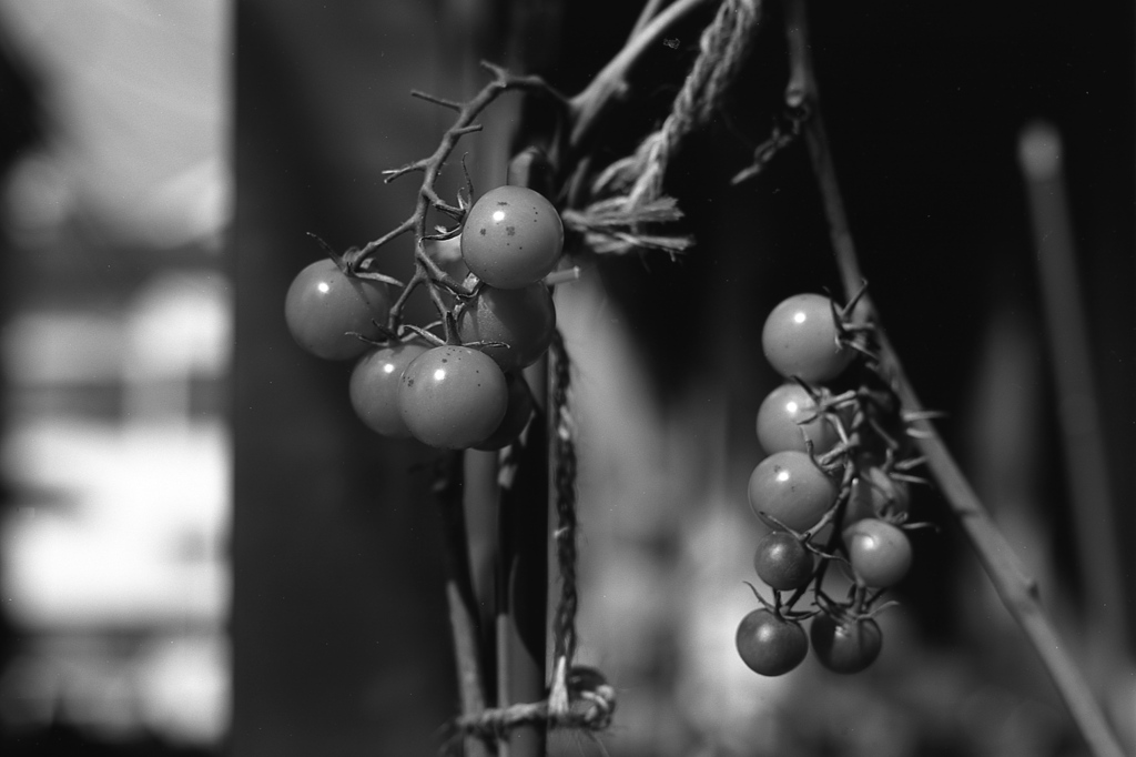 「summer」 (film:HR20)
