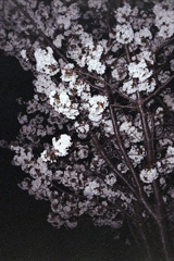 「夜桜」 (film)
