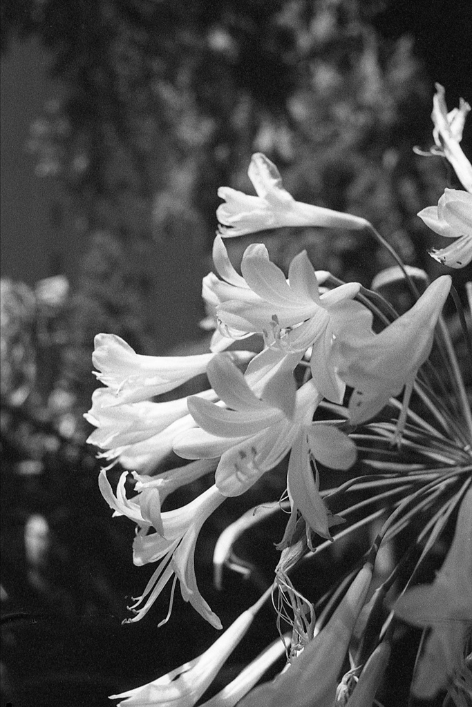 「アガパンサス」 (film)
