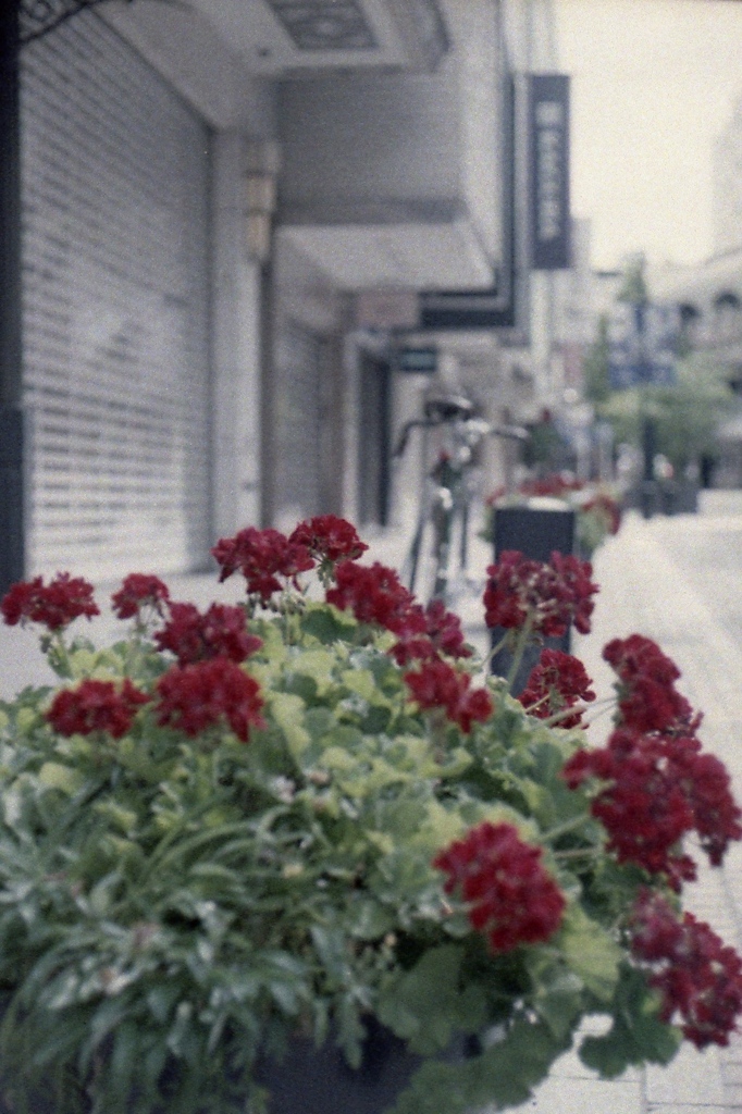 「HAMA snap（元町）」 (film)
