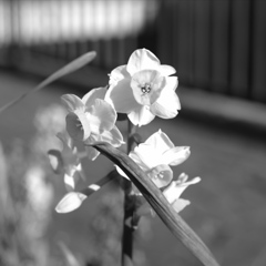 「路傍の華」(digital)