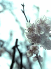 「雪割桜」 (film)