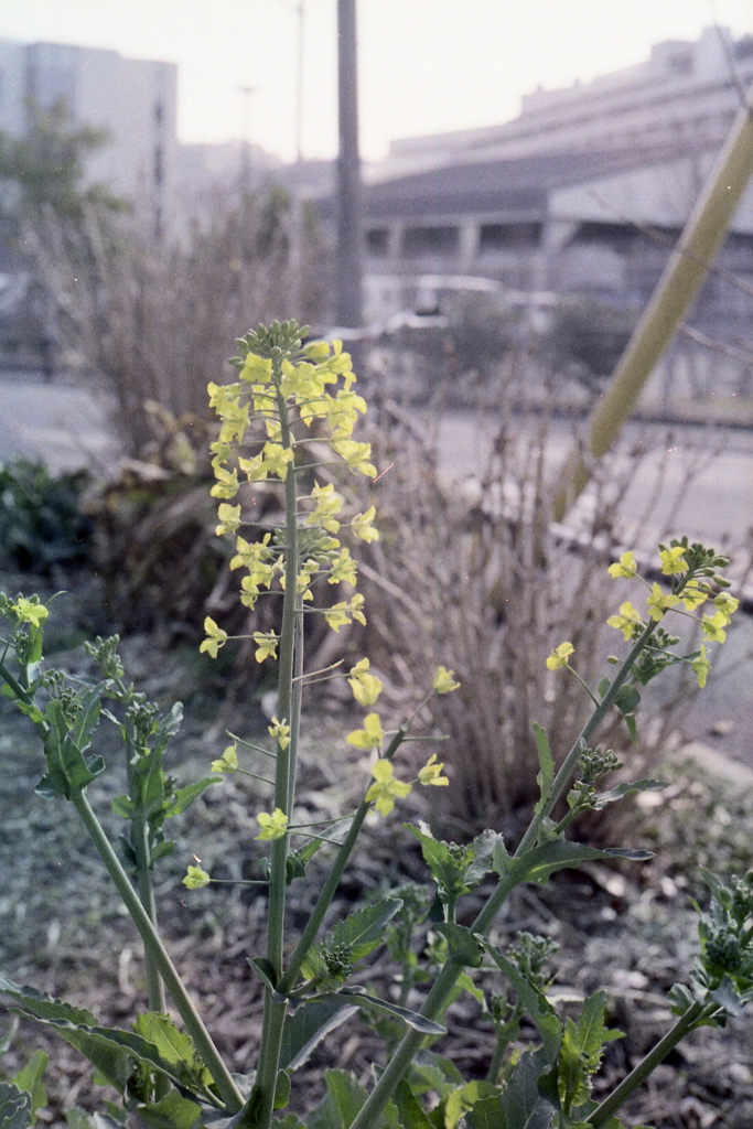 「春ですよ〜」 (film)