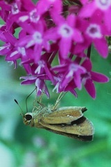 「散歩カメラ45-2」  (film) 「散歩カメラ45-2」  (film)