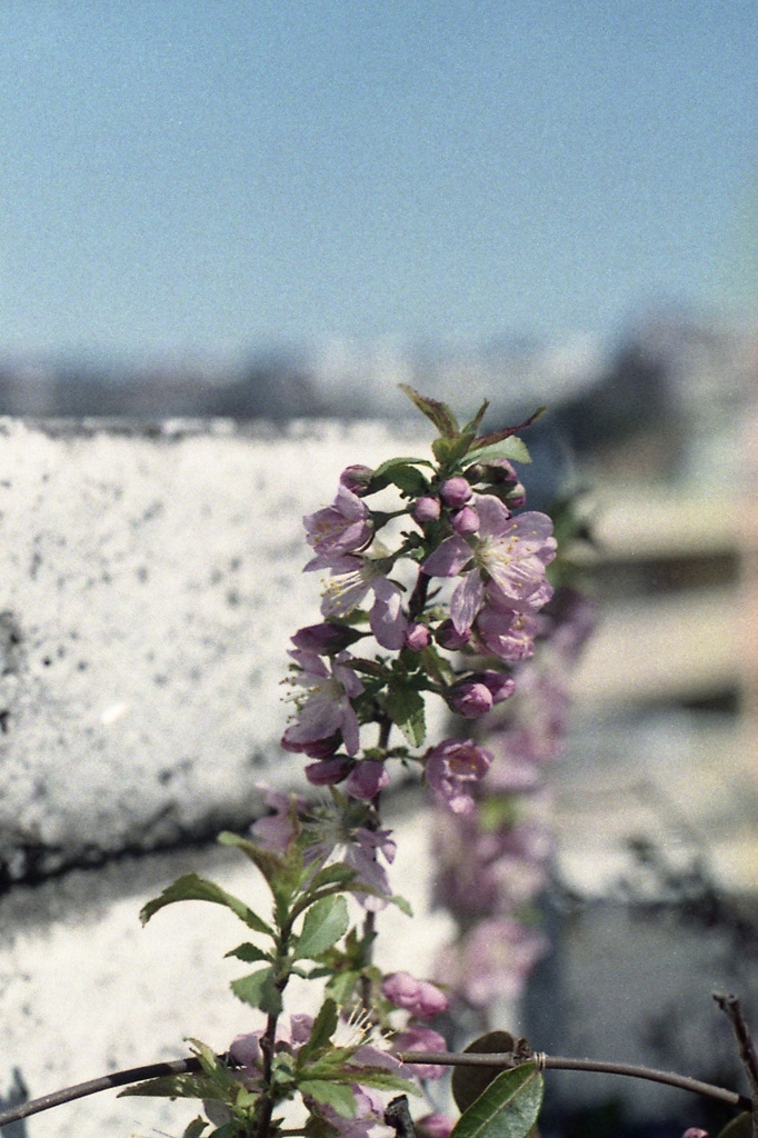 「3/14 散歩写真」 (film)