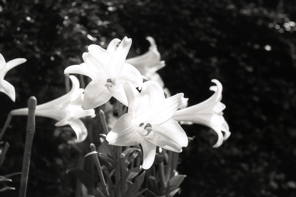 「Lily」 (film:HR20)