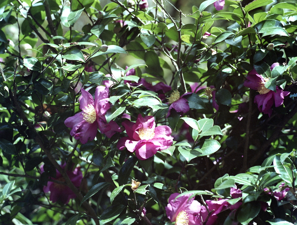 「山茶花」 (film)