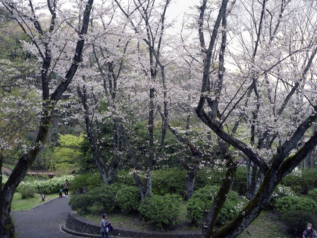 「桜人 06」 (film)