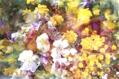 「flowers (多重露光)」 (film)