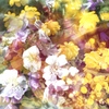 「flowers (多重露光)」 (film)