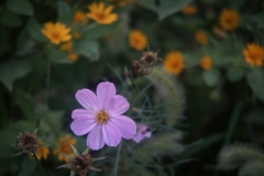 「花の命」 (digital)