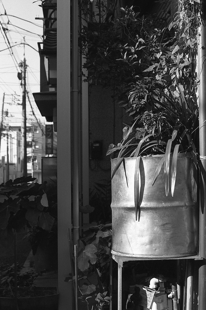 「plants in can」 (film)