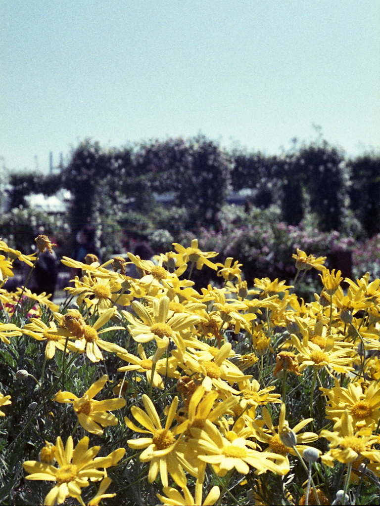 「5/1 山下公園 」 (film)