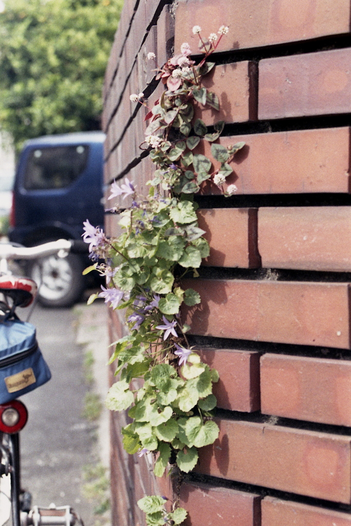 「街角flower」 (Film)